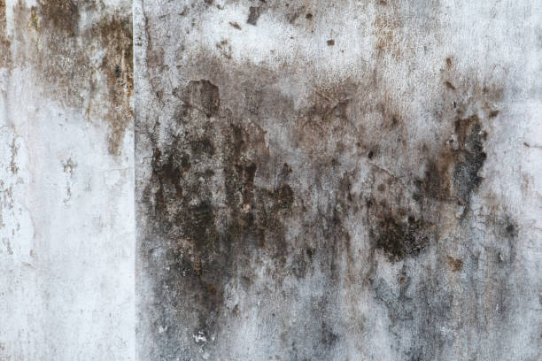 Reliable Owensville, IN Mold Removal Solutions
