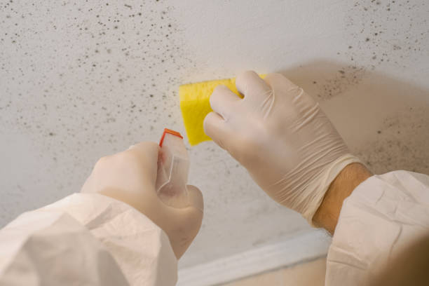 Best Comprehensive Air Testing for Mold Contaminants  in Owensville, IN