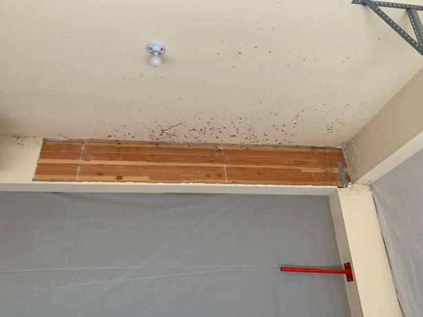 Best Crawl Space Mold Remediation  in Owensville, IN