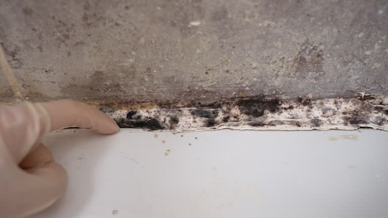 Best Post-Construction Mold Inspection  in Owensville, IN